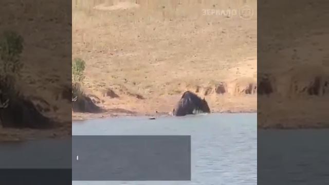 Чудеса вокруг нас: бегемоты проявили сочувствие и спасли антилопу от крокодила смотреть онлайн