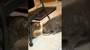 Какие же коты заботливые