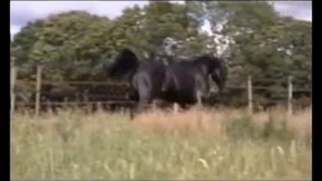 Арабская лошадь на продажу смотреть онлайн