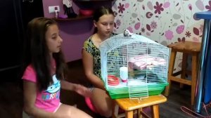 Как ухаживать за крысой