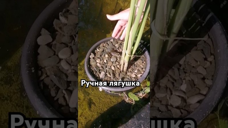 Лягушка ручная в пруду