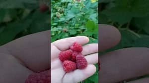 VID 20210627 084127 Классная летняя малина  Гусар