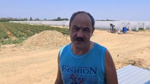 Система подкормок от Супер-Агро на землянике - отзыв фермера