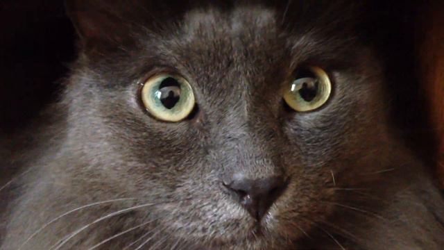 Кот смотрит на мир смотреть онлайн