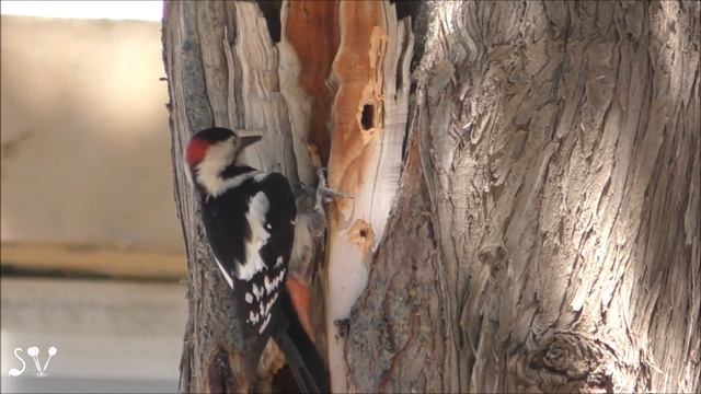 Syrian Woodpecker (Сири́йский дя́тел) смотреть онлайн