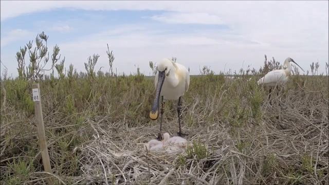 Колпица шаховская телефон