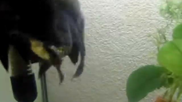 оранды решили метать икру смотреть онлайн