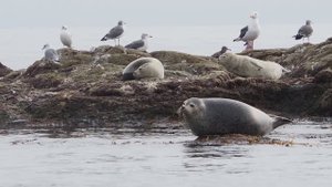 Сахалин и Курильские острова 1/2 (Сахалин)