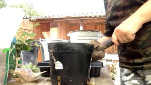 ? Черенкование роз / Размножение роз черенками, ч.1