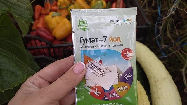 ПОДКОРМИТЕ ОГУРЦЫ В СЕНТЯБРЕ и урожай будет до снега смотреть онлайн