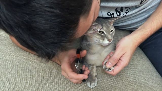 Как подстричь когти кошке | How to cut a cat's claws