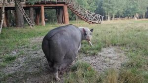 И домашние свиньи очень любят кушать жёлуди.