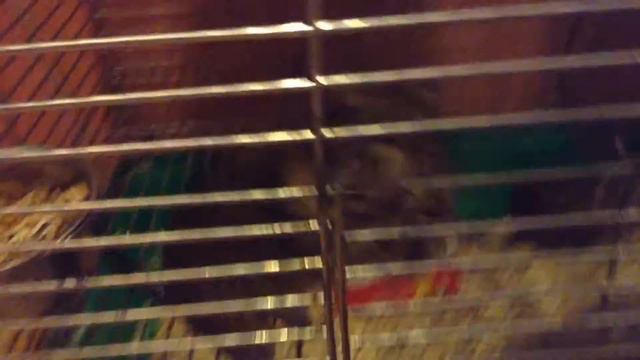 Первое видео.Мимимишки смотреть онлайн