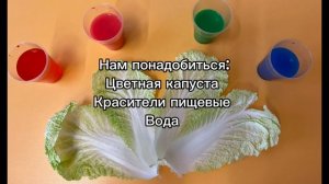 Экспериментирование с пекинской капустой