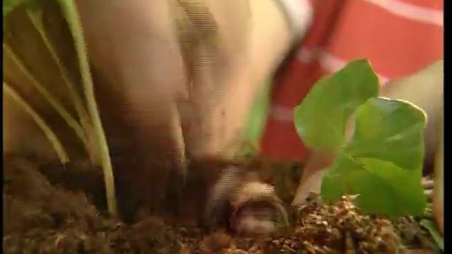 Пересадка кофейного дерева смотреть онлайн