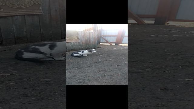 Васек я