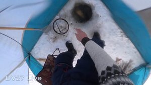 Зимняя резинка с мушками в проводку на Амуре