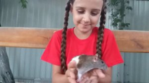 Все мои питомцы Лиза и коты, кошки, собаки, хомяки, крыски и другие наши животные