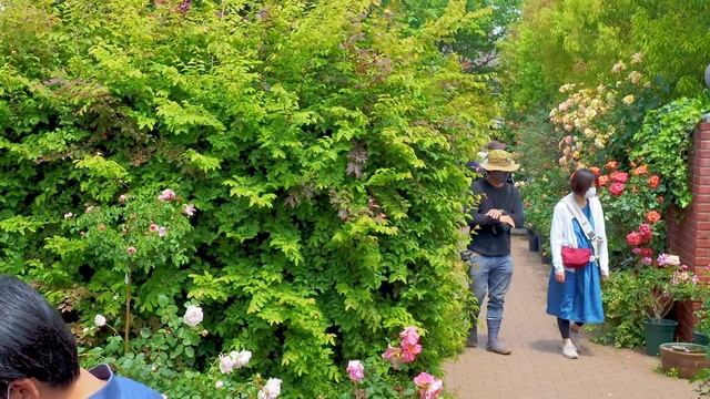 Yokohama English Garden 2021 Spring. 禅ローズ #4K #横浜イングリッシュガーデン #Rose смотреть онлайн