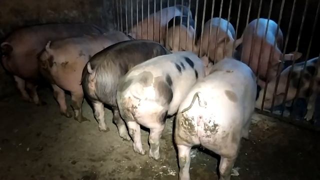 почему не растут свиньи смотреть онлайн