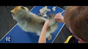 Уход за шерстью собак