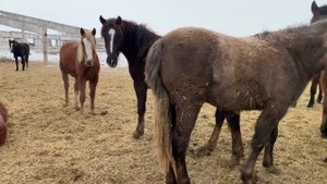 Откорм лошадей#зерновойоткорм#лошадиалтая#лошадиказахстана