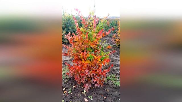 Боярышник сливолистный Prunifolia