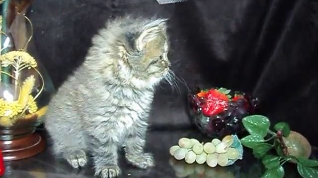 Pitomnik_BEAUTY_DARING_GRACE- Eva.AVI смотреть онлайн