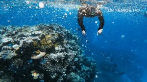 Кораллы. Энциклопедия для детей про животных. Море