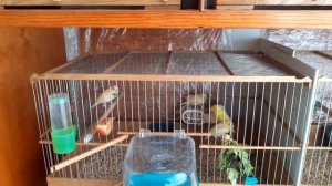 Разведение канареек. Вылет птенцов из гнезда.