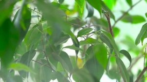 Комнатные Растения И Цветы В Доме ? Решают Разные Проблемы