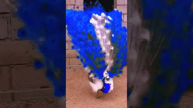 white and blue peacock opening. 🦚