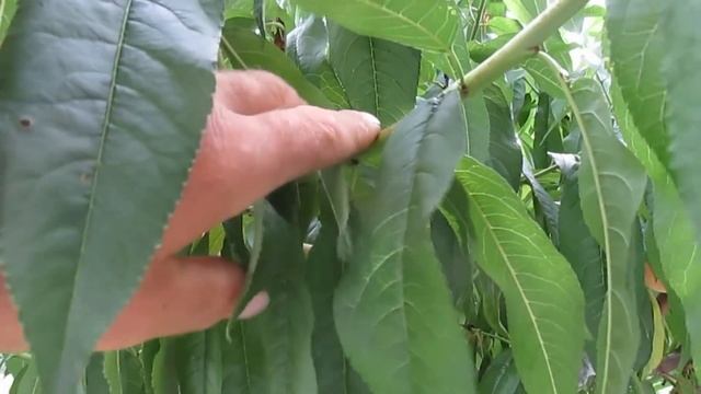 ЛЕТНЯЯ ПРИВИВКА. Результат перепрививки сливы.  Как прививаю летом.