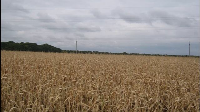 Юрий Петраков - "Русское поле" смотреть онлайн