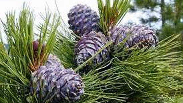 ВЛАДИМИР МЕГРЕ " СОТВОРЕНИЕ " смотреть онлайн