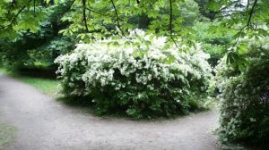 Дейция Лемуана - отличный выбор цветущего кустарника для регионов с холодными, морозными зимами