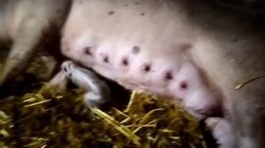 Опорос свиньи Дуси, как прошел опорос и сколько привела поросят!!!