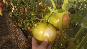Помидор Монахов и Монахинь, древнее сердце Акве Терме.Обзор моего огорода на август