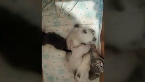 Голодные котята зовут Маму ?♥️?????♥️