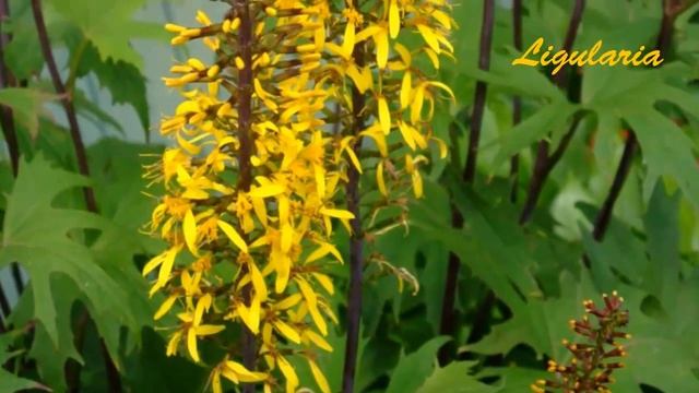 Ligularia  Бузульник2
