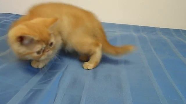 Экзотический апельсиновый Мусс