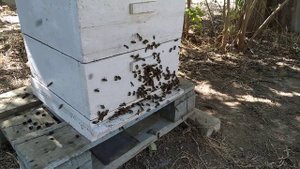 Поведение пчел после обработки маслом полыни.