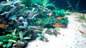 Мой аквариум 200 литров | Купил Больбитис гетероклита, бонусом попались мхи Камерун и Рикардия.