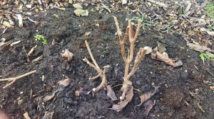 Обрезаем лиственницу Стив Виппер. Обрезка метельчатых гортензий. Как перезимовали мои ёлочки.