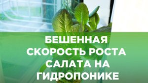 Рост салата за трое суток на гидропонике (таймлапс)