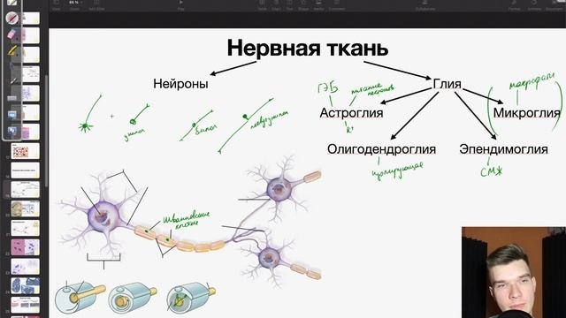 Нейроны и нейроглия | Олимпиадная биология