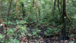 В джунглях Вьетнама