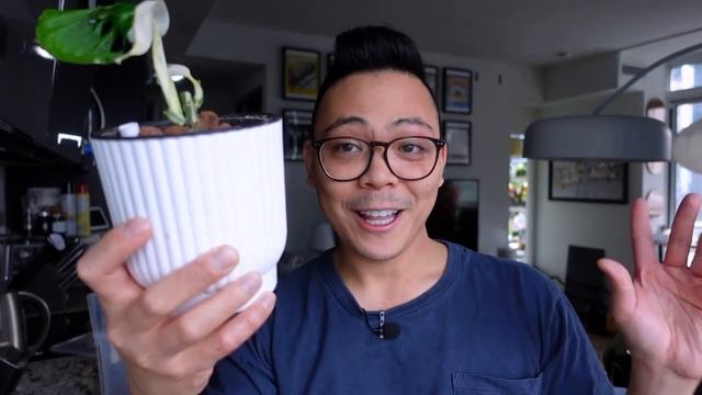 Plant Chores | Variegated Monstera Adansonii, Anthurium Babies, Philodendron смотреть онлайн