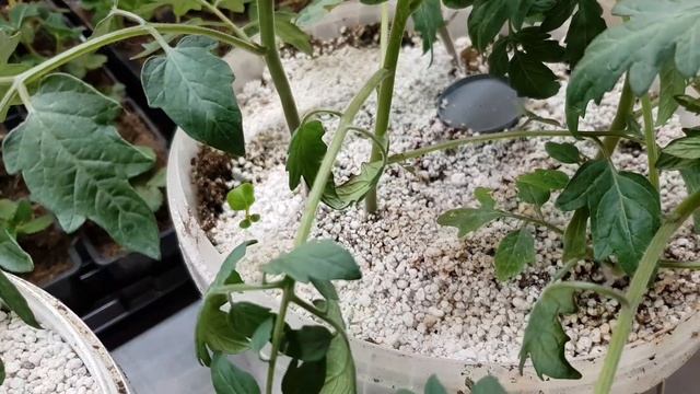 // ТОМАТ ЧЕРРИ. КАК ДВА КОРНЯ ПИТАЮТ ОДИН СТЕБЕЛЬ // смотреть онлайн