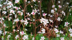 24  Камнеломка теневая.  Дачные картинки 2018